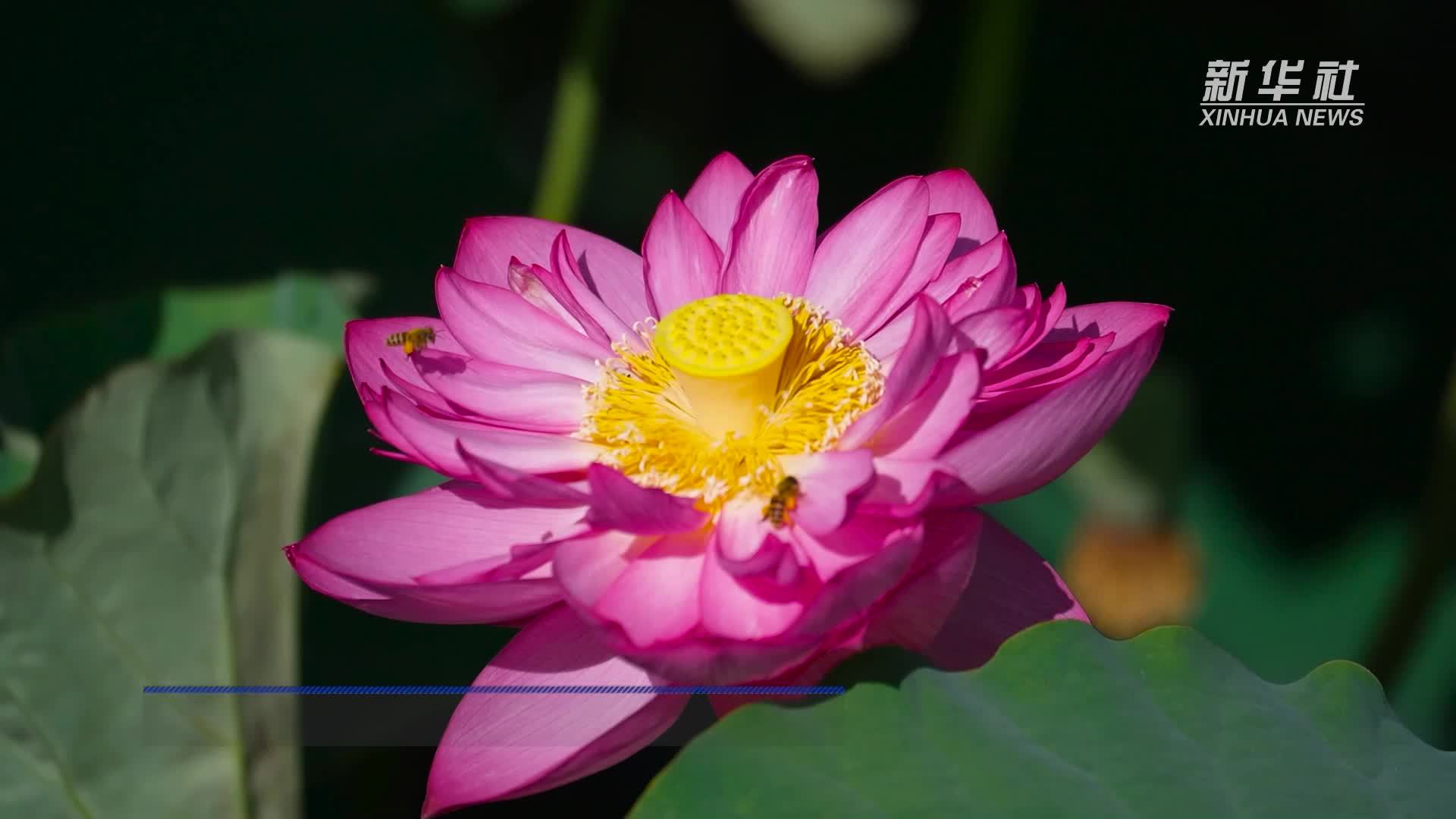 云南洱源：小暑至 荷花艳