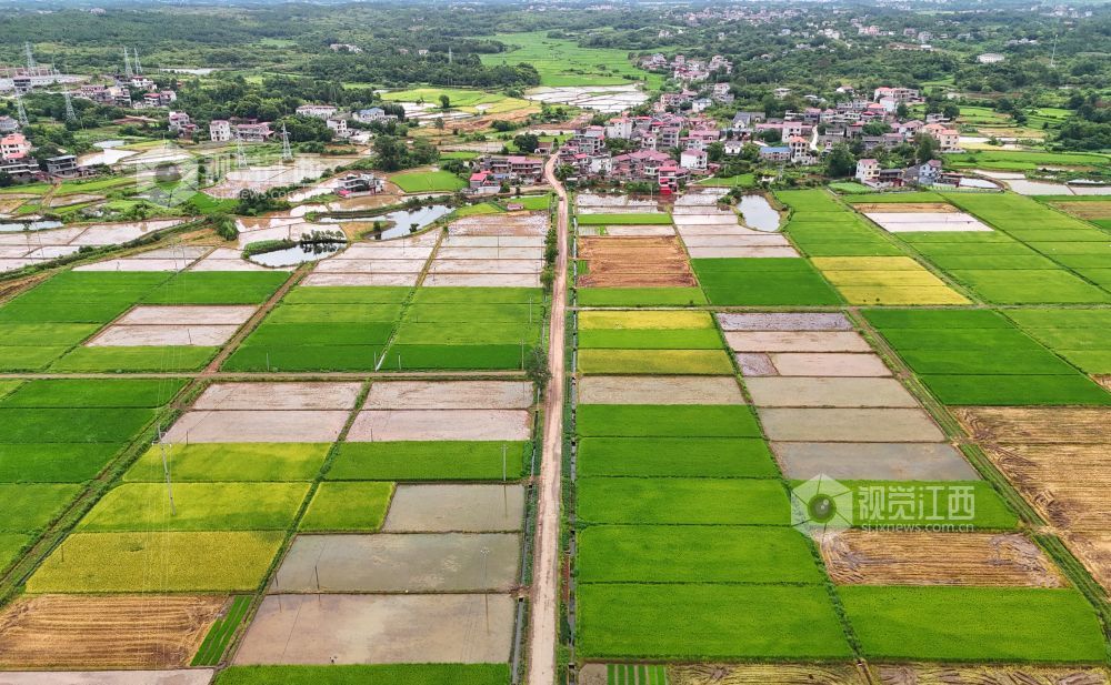 2026年7月7日，俯瞰江西省吉安市泰和县灌溪镇高标准农田，田成方、渠相连、路相通，与村庄农房相映成景，构成一幅沃野田畴壮美画卷。