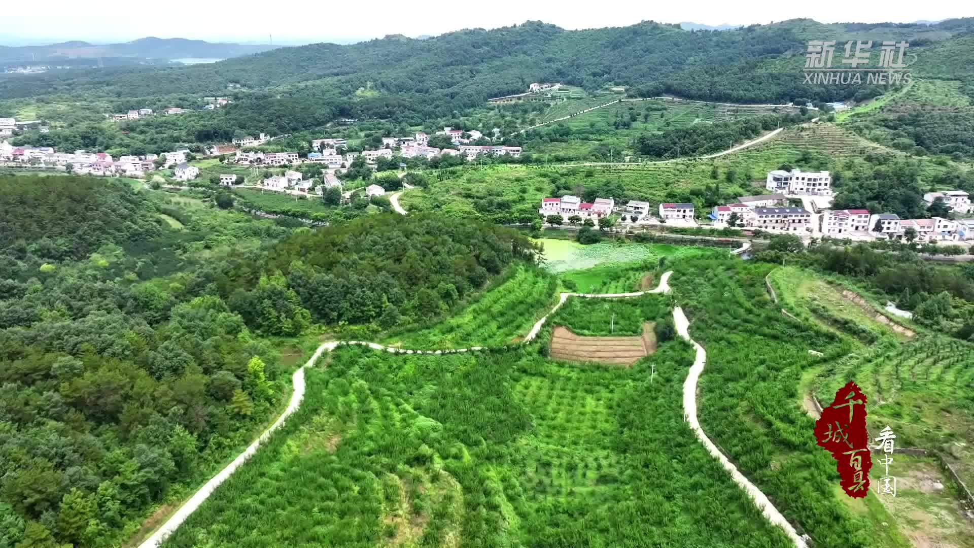 千城百县看中国丨湖北孝昌：蜂糖李硕果满枝