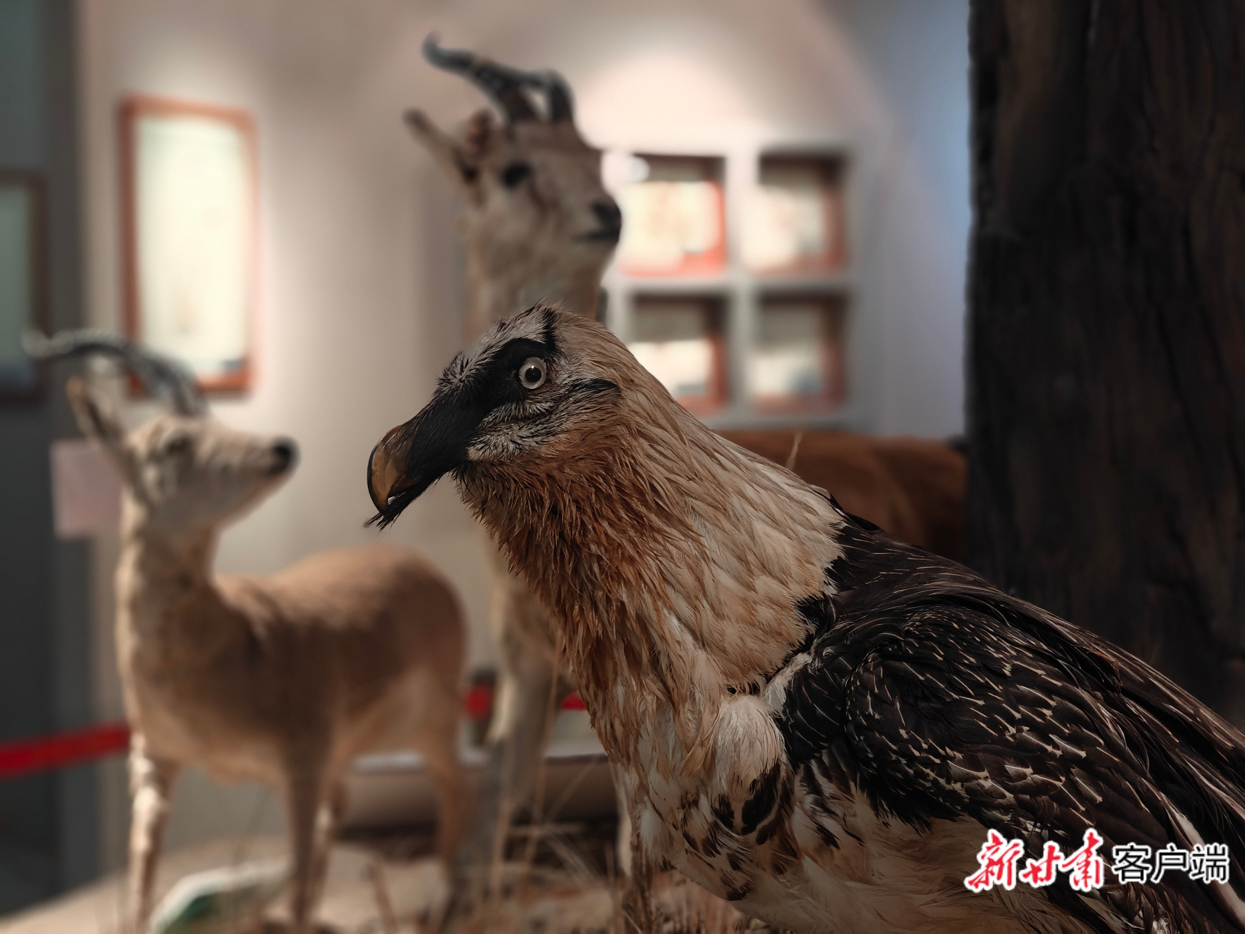 张掖湿地博物馆的标本　新甘肃&middot;甘肃日报记者　徐俊勇　摄