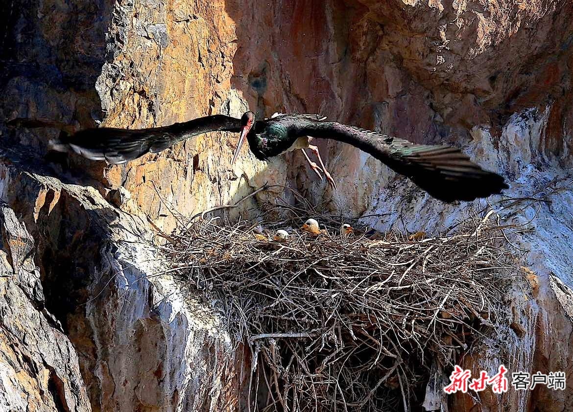 张掖黑河湿地筑巢的黑鹳　张掖黑河湿地国家级自然保护区管理局供图