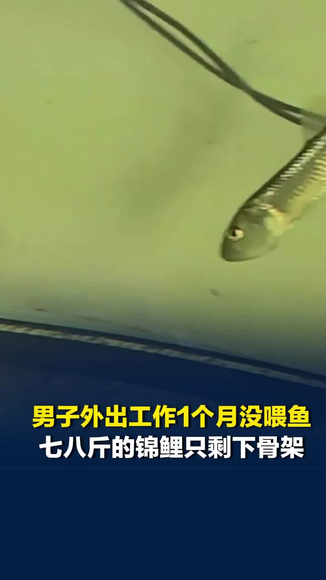 男子外出工作1个月没喂鱼，七八斤的锦鲤只剩下骨架，有两条马口鱼挺肥