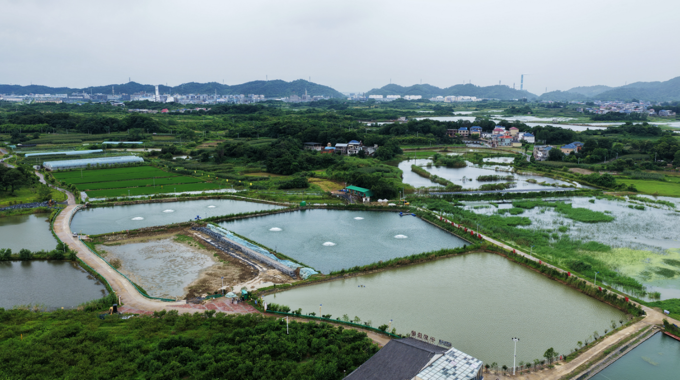 九江湖口:一尾鸭嘴鲟“游”出农文旅融合新赛道