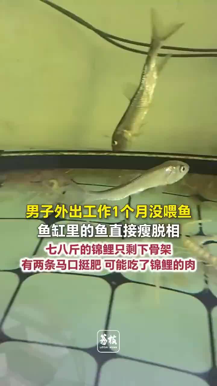 男子1个月没喂七八斤锦鲤只剩骨架