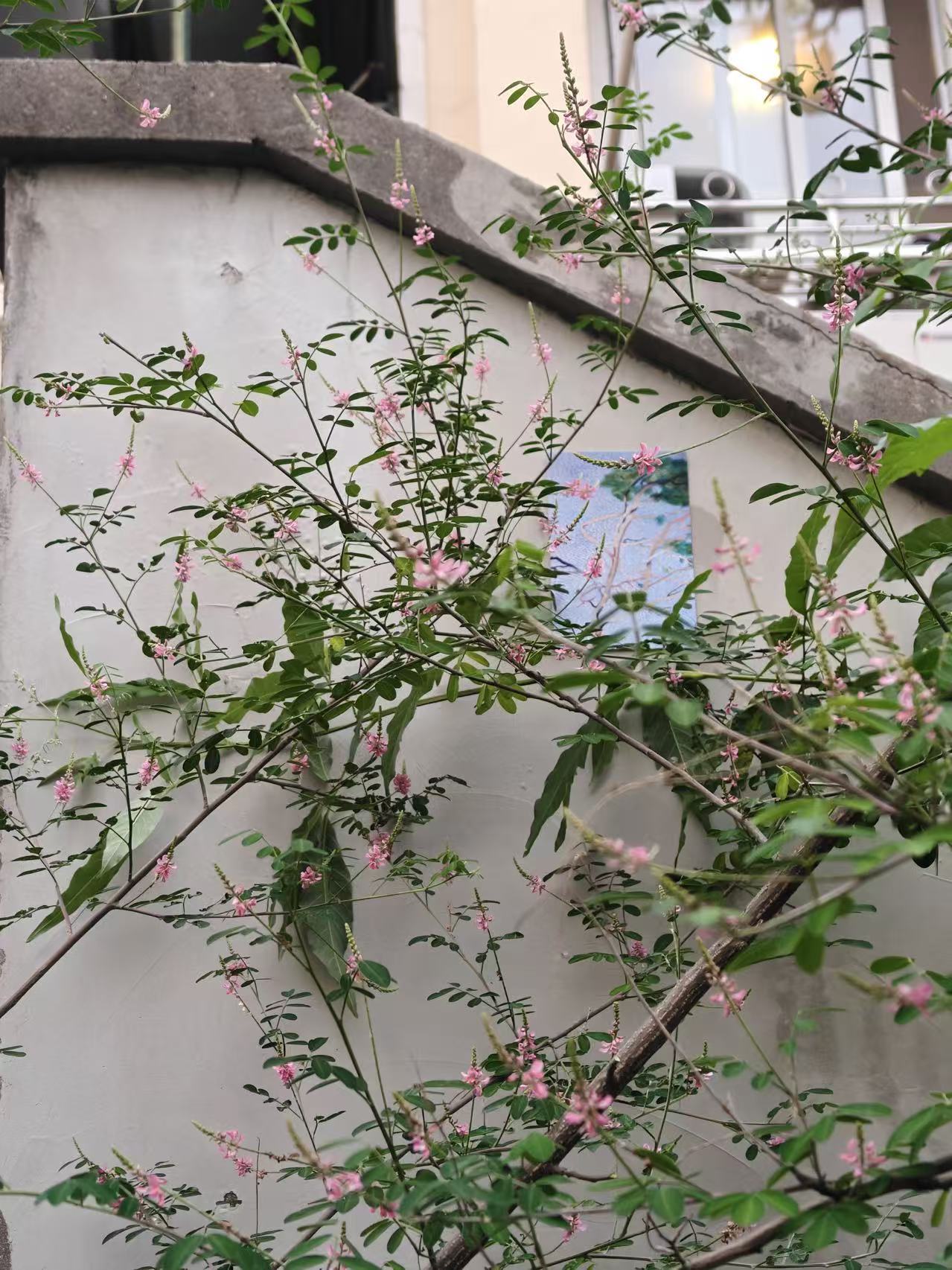 《永结无情游》海报，和上海新书发布会时天台上的植物。摄：周嘉宁