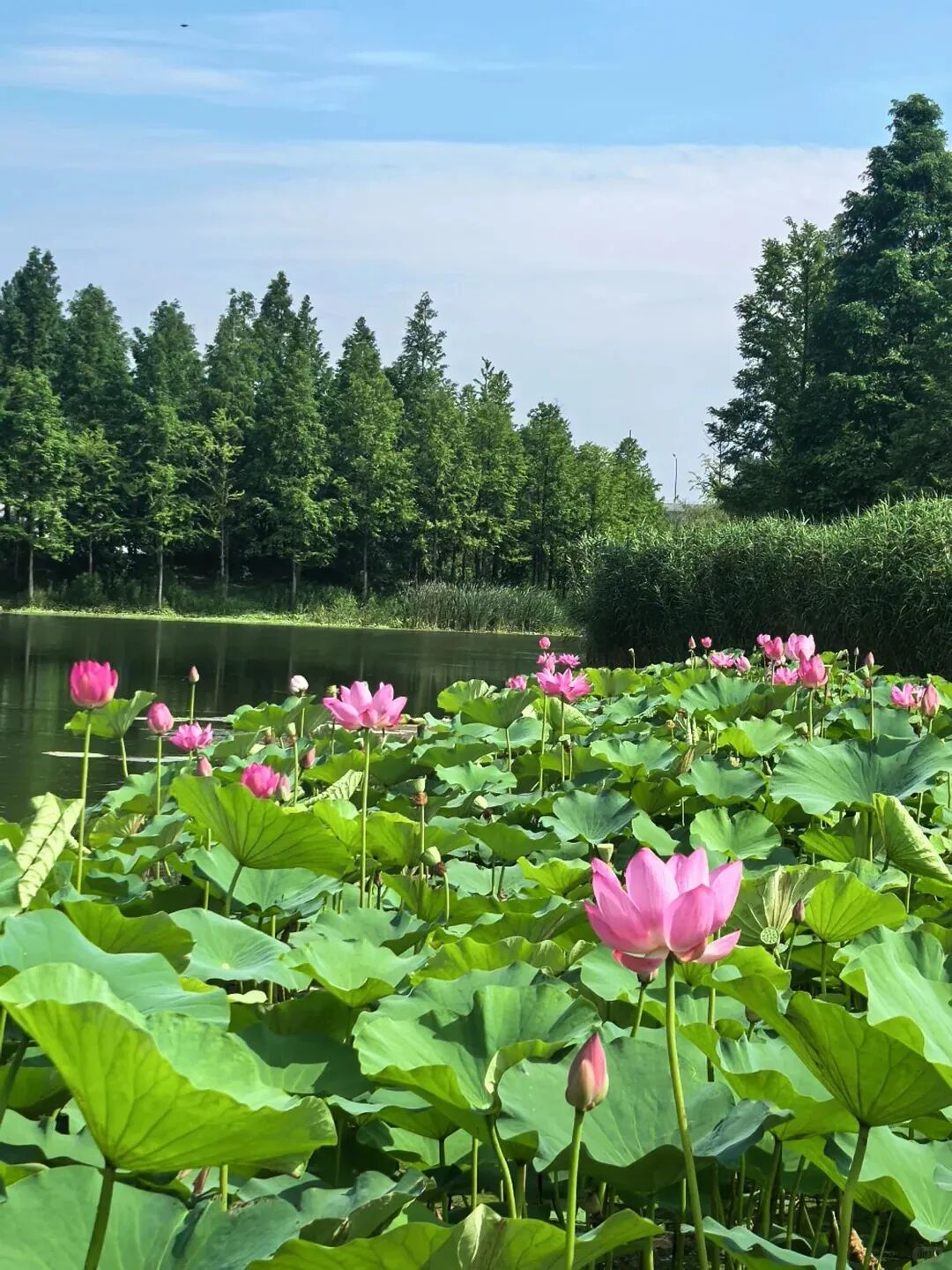 不必远赴苏州，躲进慈溪森林公园，看荷听蝉_5_番茄土豆妮妮_来自小红书网页版.jpg