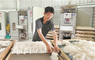 图为工作人员将竹荪整理摆放好，准备进行烘干处理。