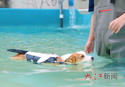 小狗在泳池里游泳。