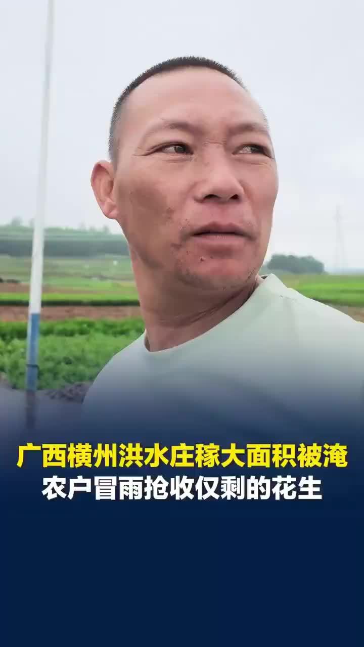 广西洪水农户冒雨抢收仅剩的花生