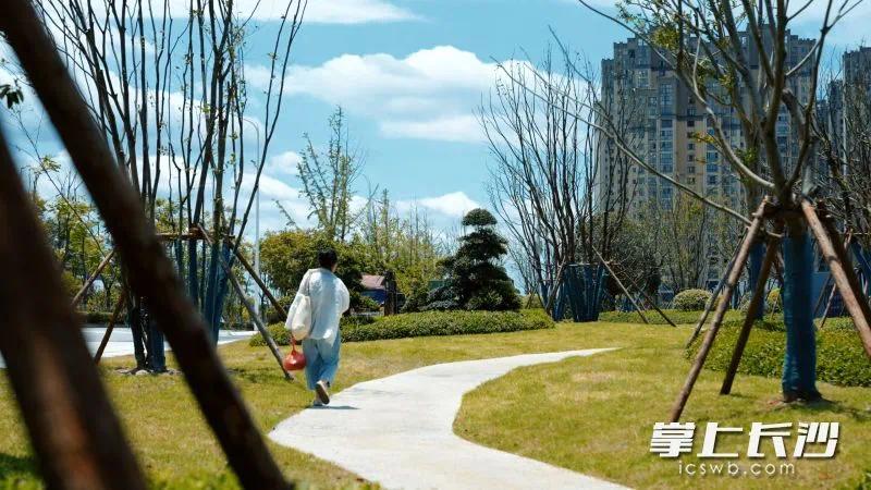 如今的大王山片区行人过街安全便捷，绿植树木葱郁挺拔。