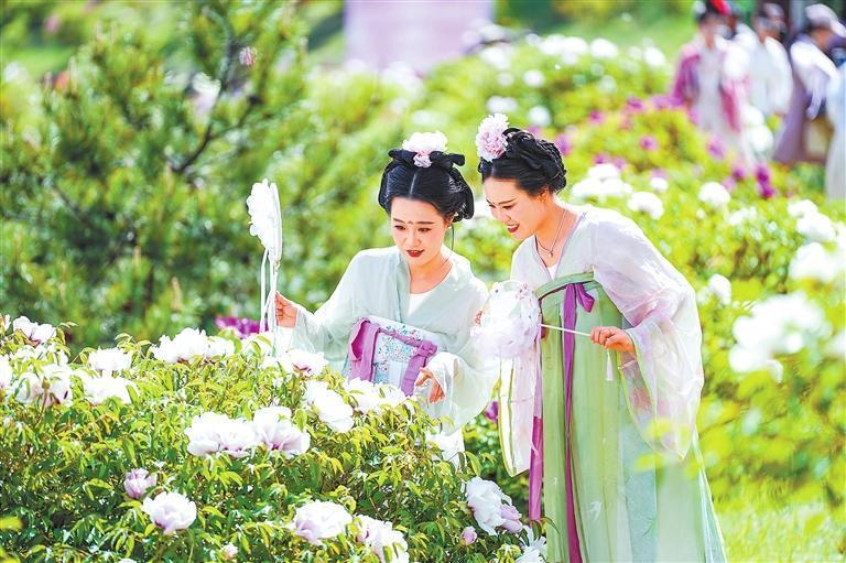 秦安牡丹香　董国庆