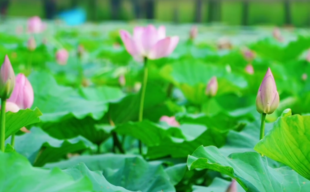 山东邹平黛溪河：盛夏荷韵入画来