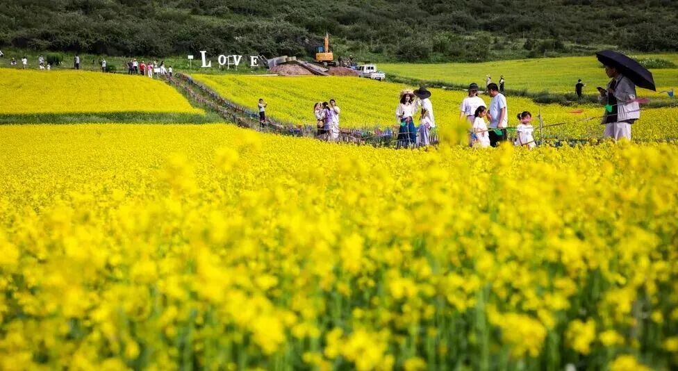 古丰镇油菜花海