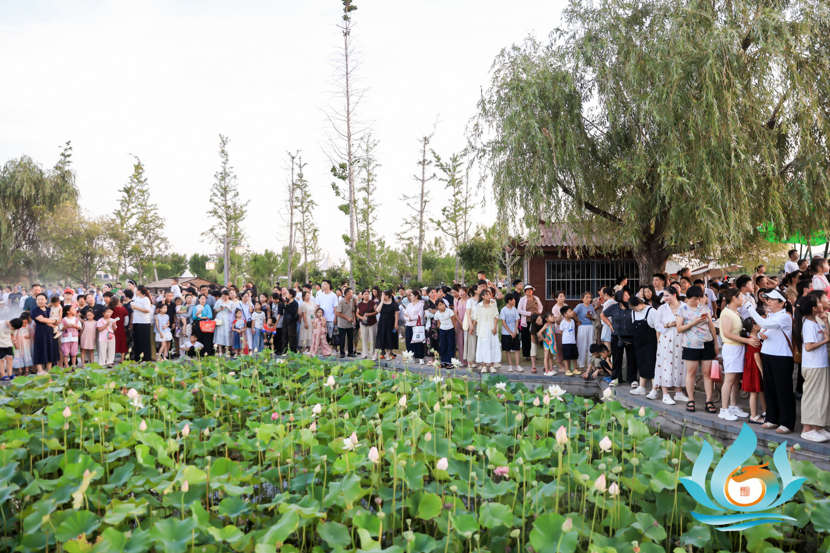水城淮阳 “荷”你有约 第五届周口荷花节暨文旅消费季盛大启幕