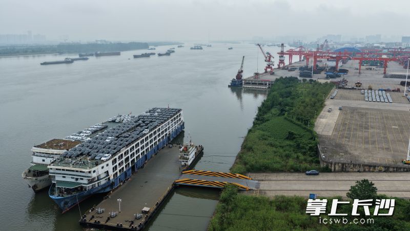 在长沙新港滚装码头库场区，一排排崭新的商品车整齐停放，正在陆续登船。 均为长沙晚报全媒体记者 余劭劼 摄