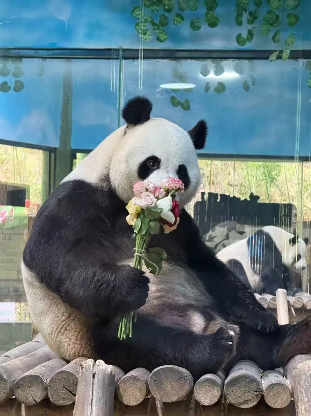 图片