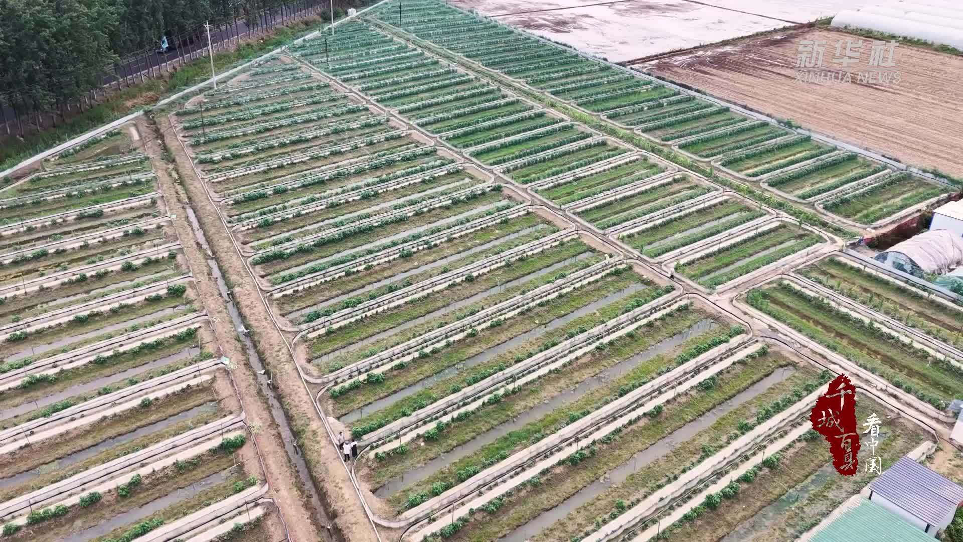 千城百县看中国｜山东郯城：小小蟾蜍化身“金疙瘩”