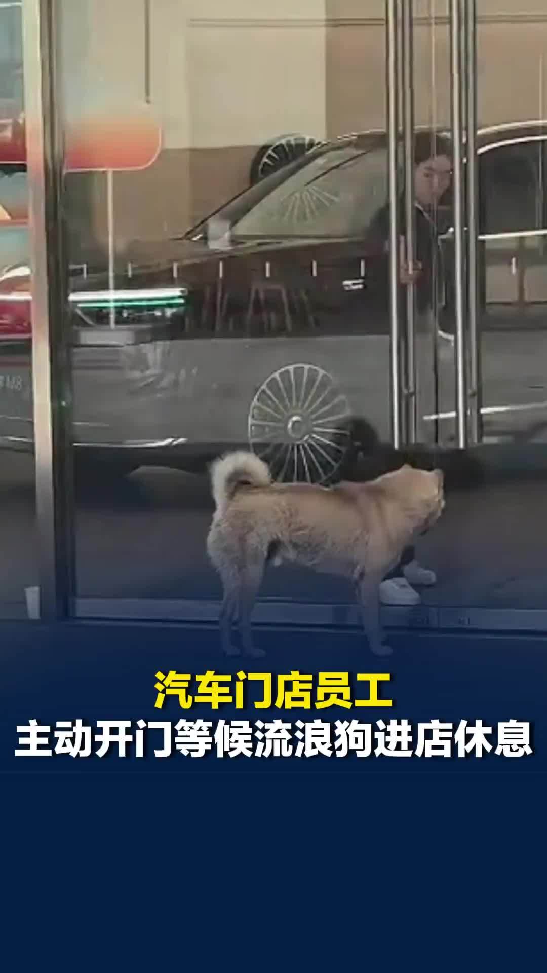重庆一汽车门店员工主动开门等候流浪狗进店休息,店员:它很乖,从不攻击人_凤凰网视频_凤凰网