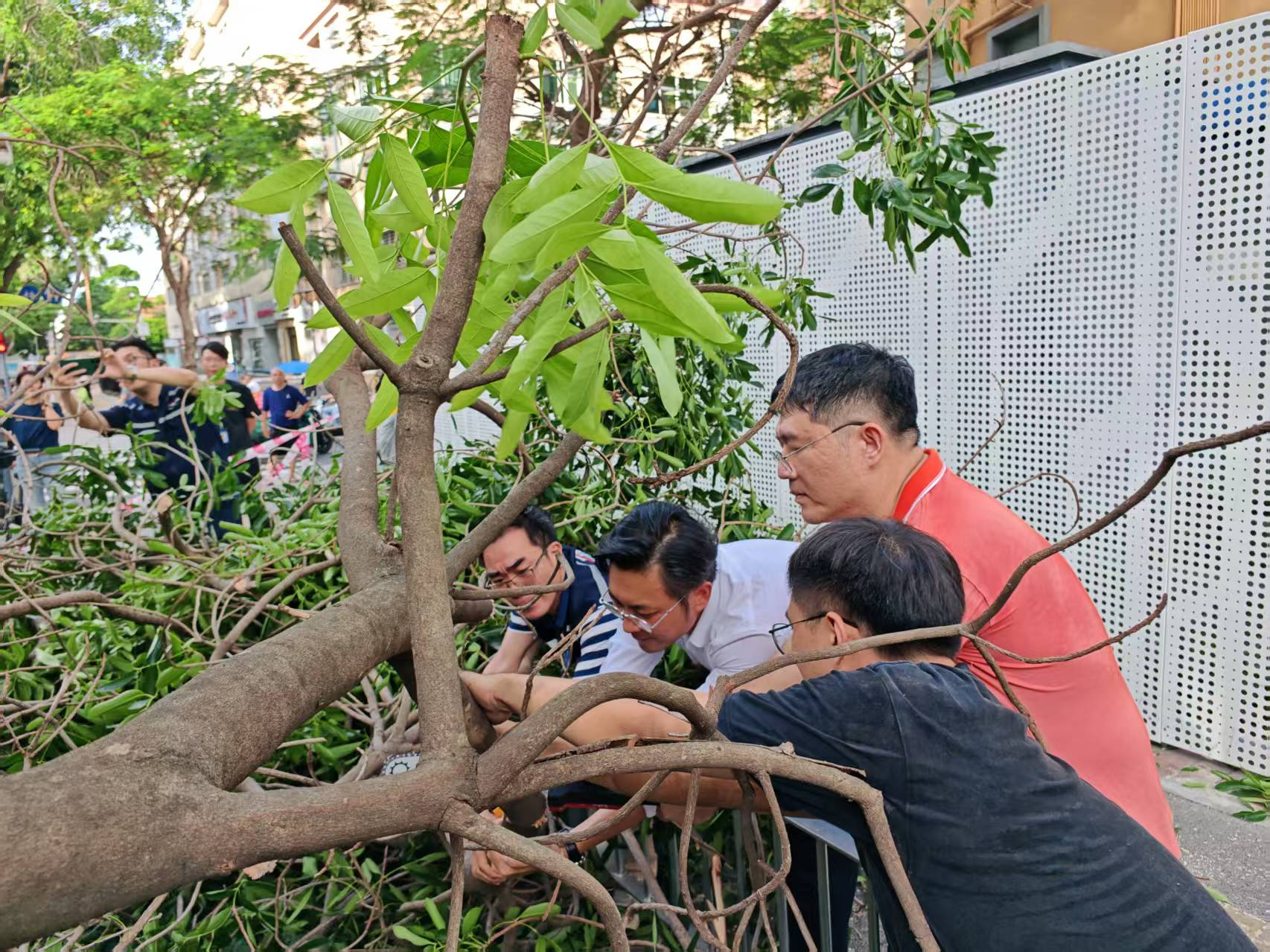 西乡凤凰岗社区快速处置树木倒伏险情 保障群众出行安全