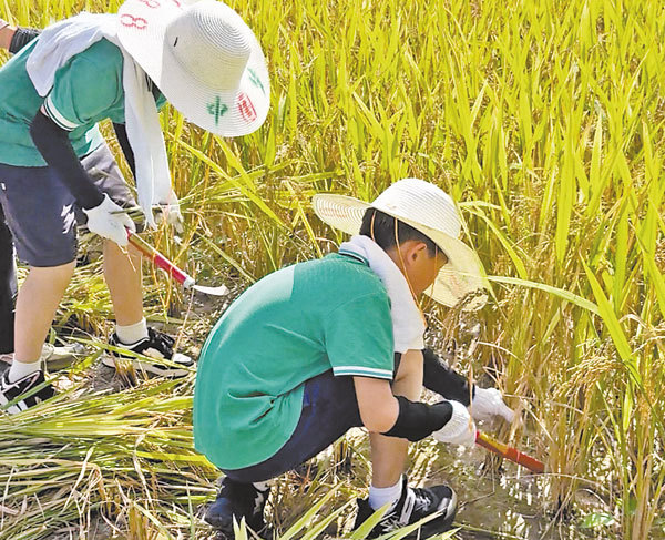 孩子们在稻田里收割水稻