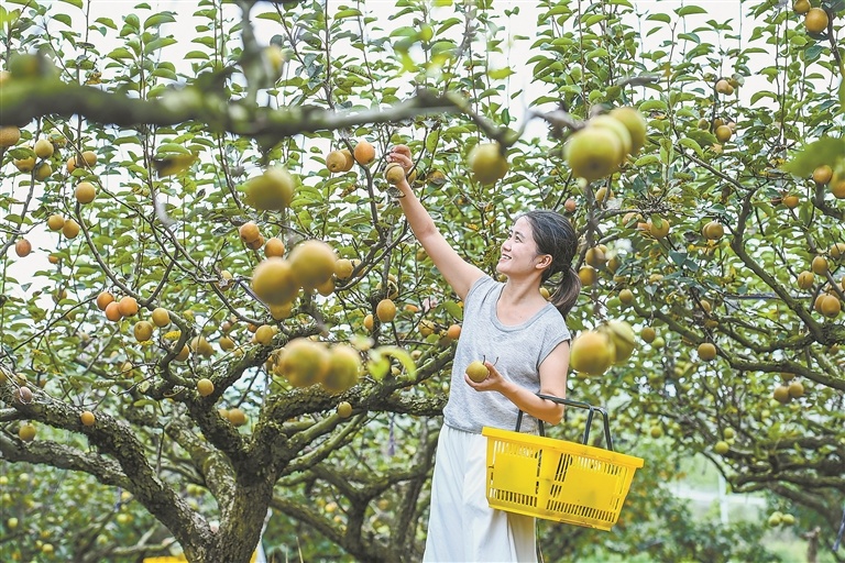 丰城市：体验采摘乐趣（图）