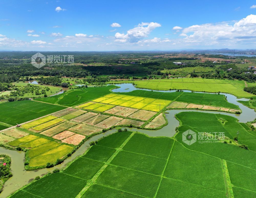 2026年7月14日,江西省吉安市泰和县万合镇竹山村田园,渠水充盈保障夏灌。