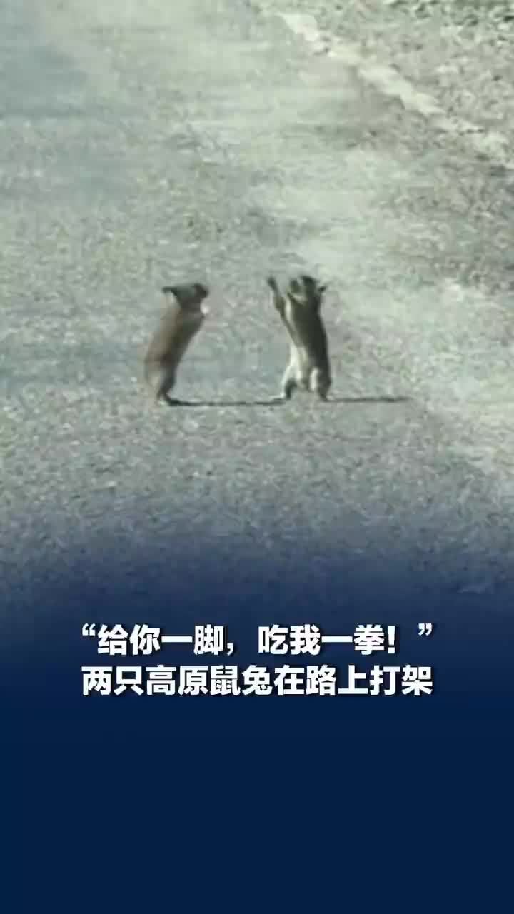 “给你一脚，吃我一拳！”两只高原鼠兔在路上打架，2只高原鼠兔打架打完直接分道扬镳