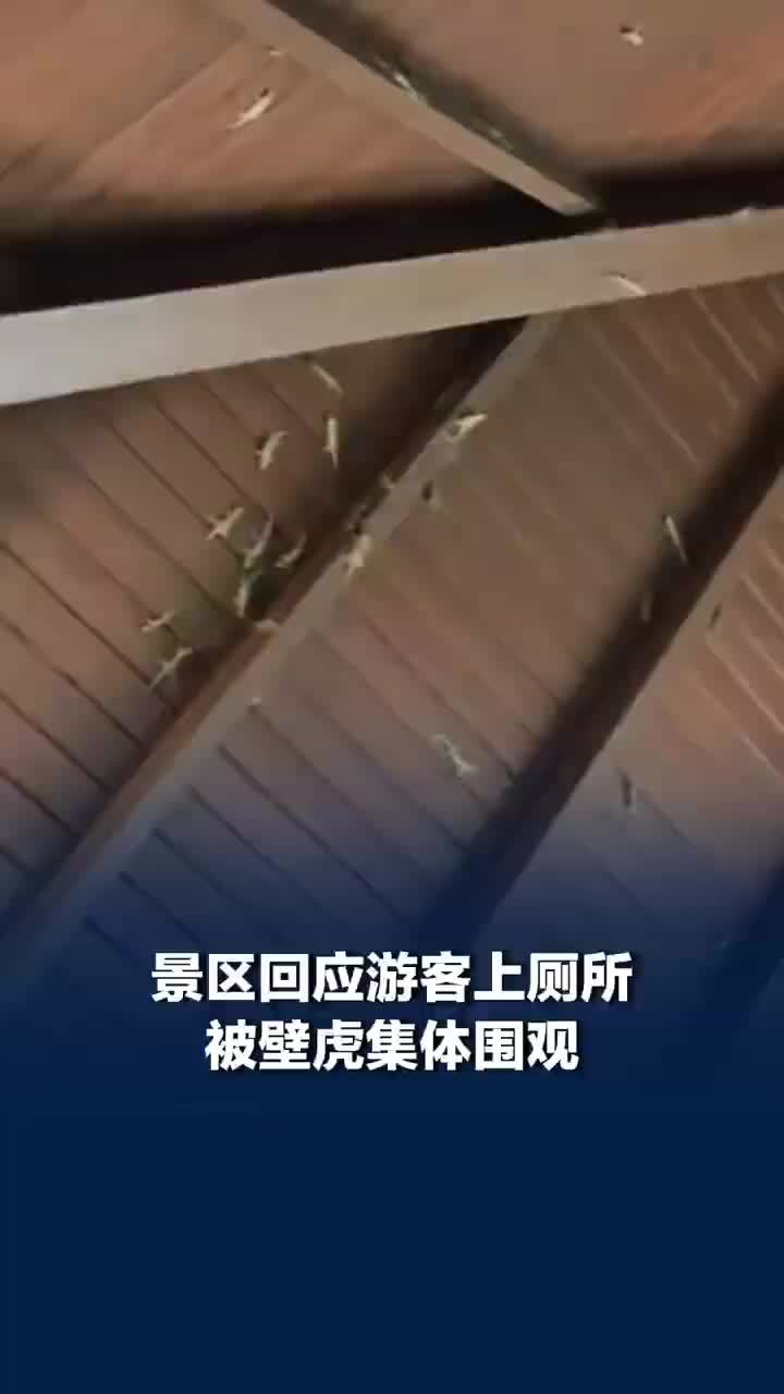 女子在景区上厕所被满墙壁虎围观，景区称女子上厕所被壁虎围观很正常：不会过多干预