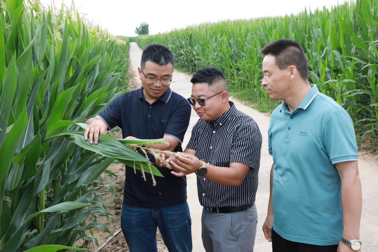 旱塬玉米“吨粮”跃迁样本∣走出杨凌看示范
