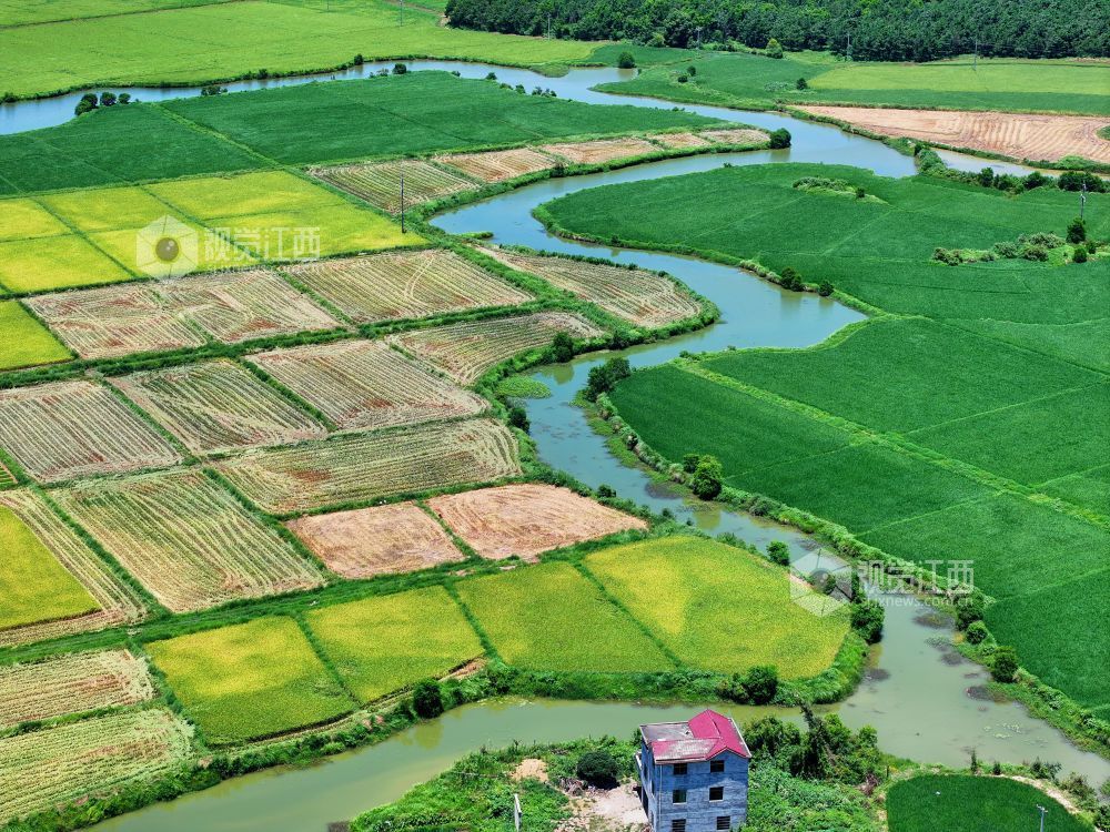 2026年7月14日,江西省吉安市泰和县万合镇竹山村田园,渠水充盈保障夏灌。