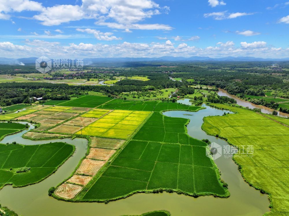 2026年7月14日,江西省吉安市泰和县万合镇竹山村田园,渠水充盈保障夏灌。