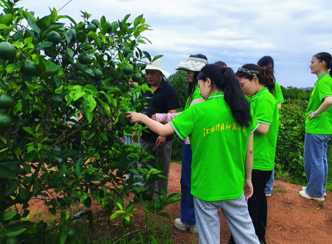 实践队在富硒西柚种植基地向技术员了解果树种植情况 邱俐供图