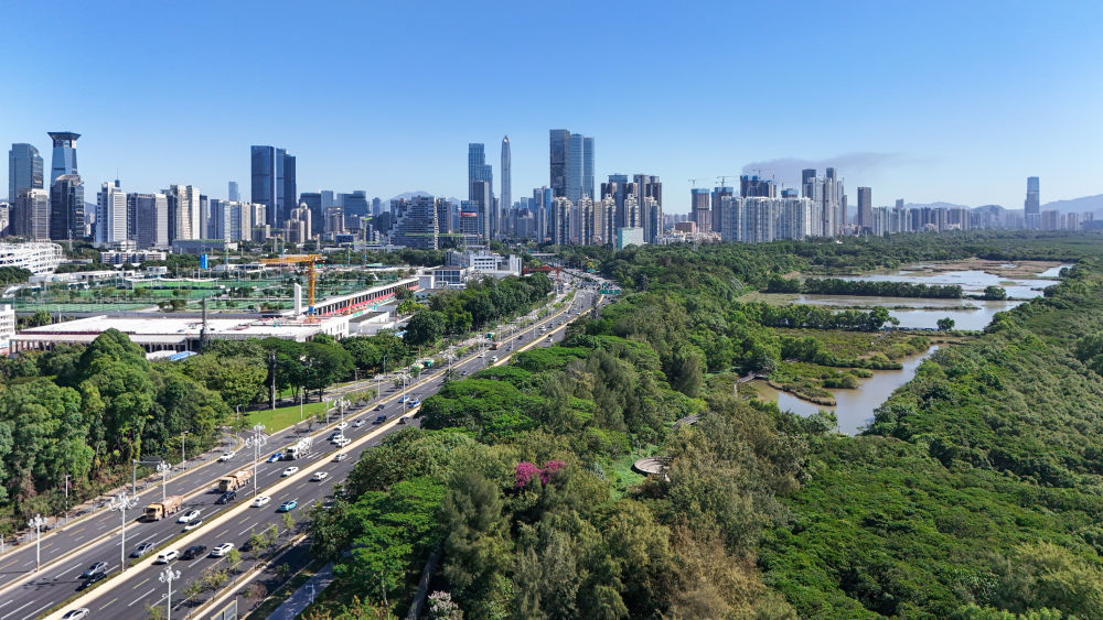 这是位于深圳福田的红树林湿地。新华社记者 梁旭 摄（无人机照片）。