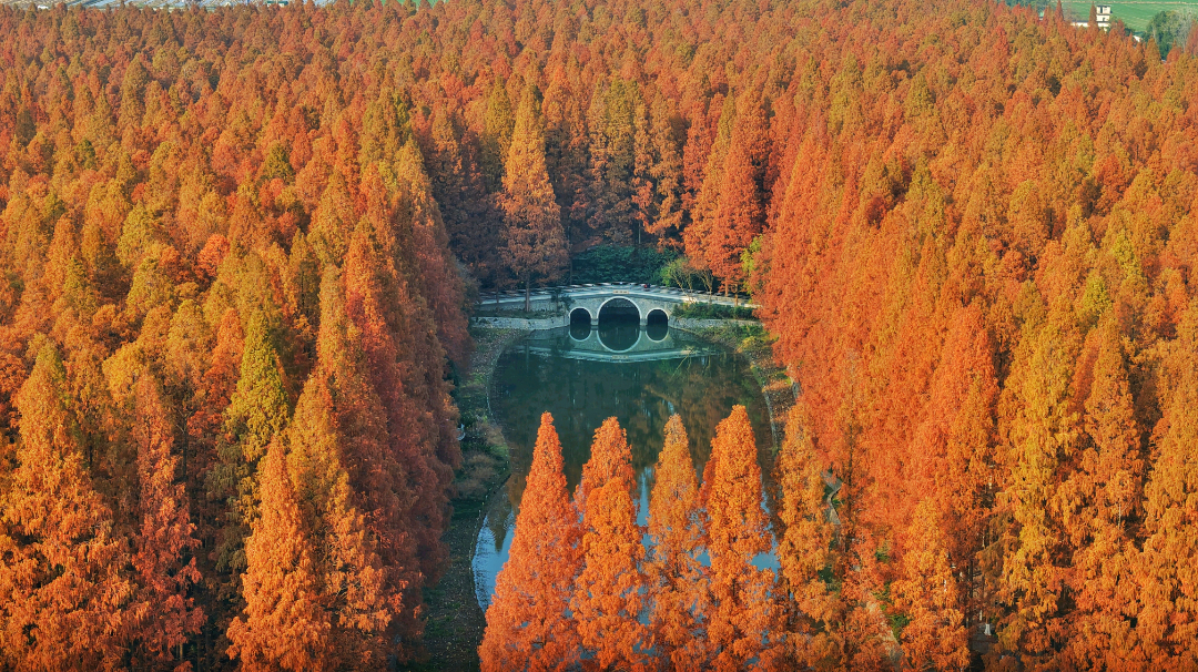 水杉园