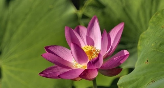 泉水浸润，灰泉荷塘绘就盛夏画卷  