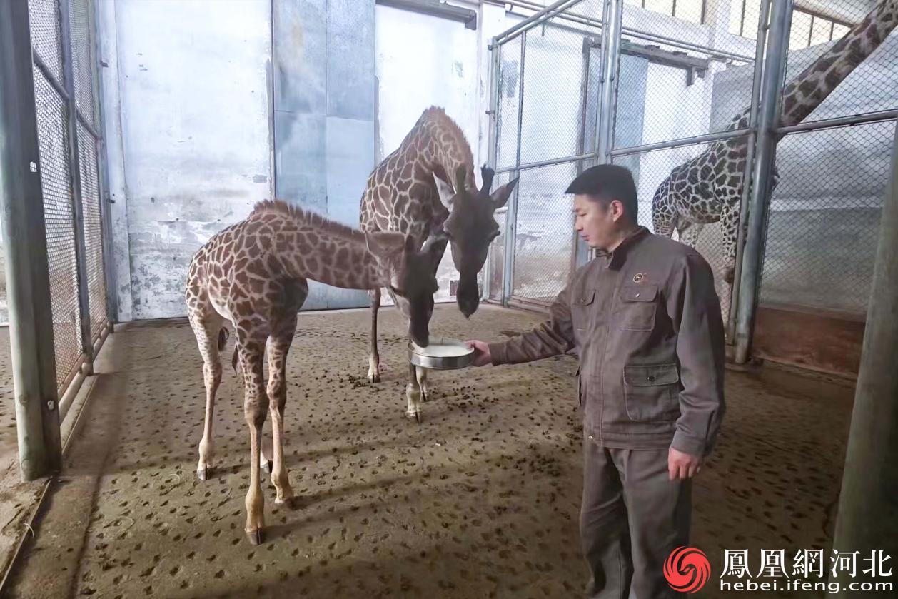 小西是石家庄动物园首只人工辅助育幼并成功存活的长颈鹿
