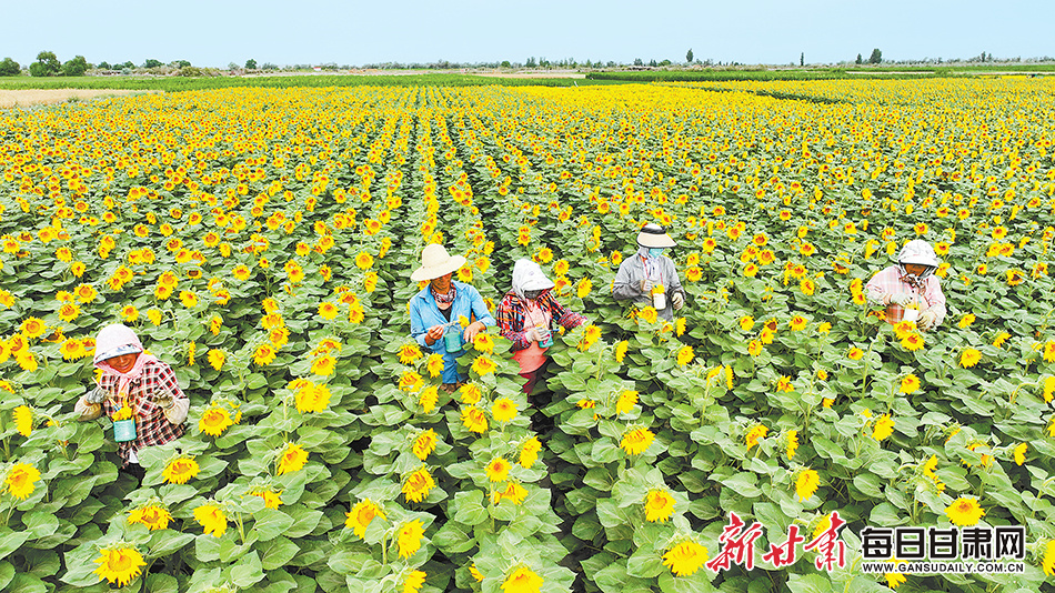 近日，金塔县鼎新镇的制种向日葵竞相绽放，种植户在花海中传花授粉。新甘肃&middot;甘肃日报通讯员　曹红祖