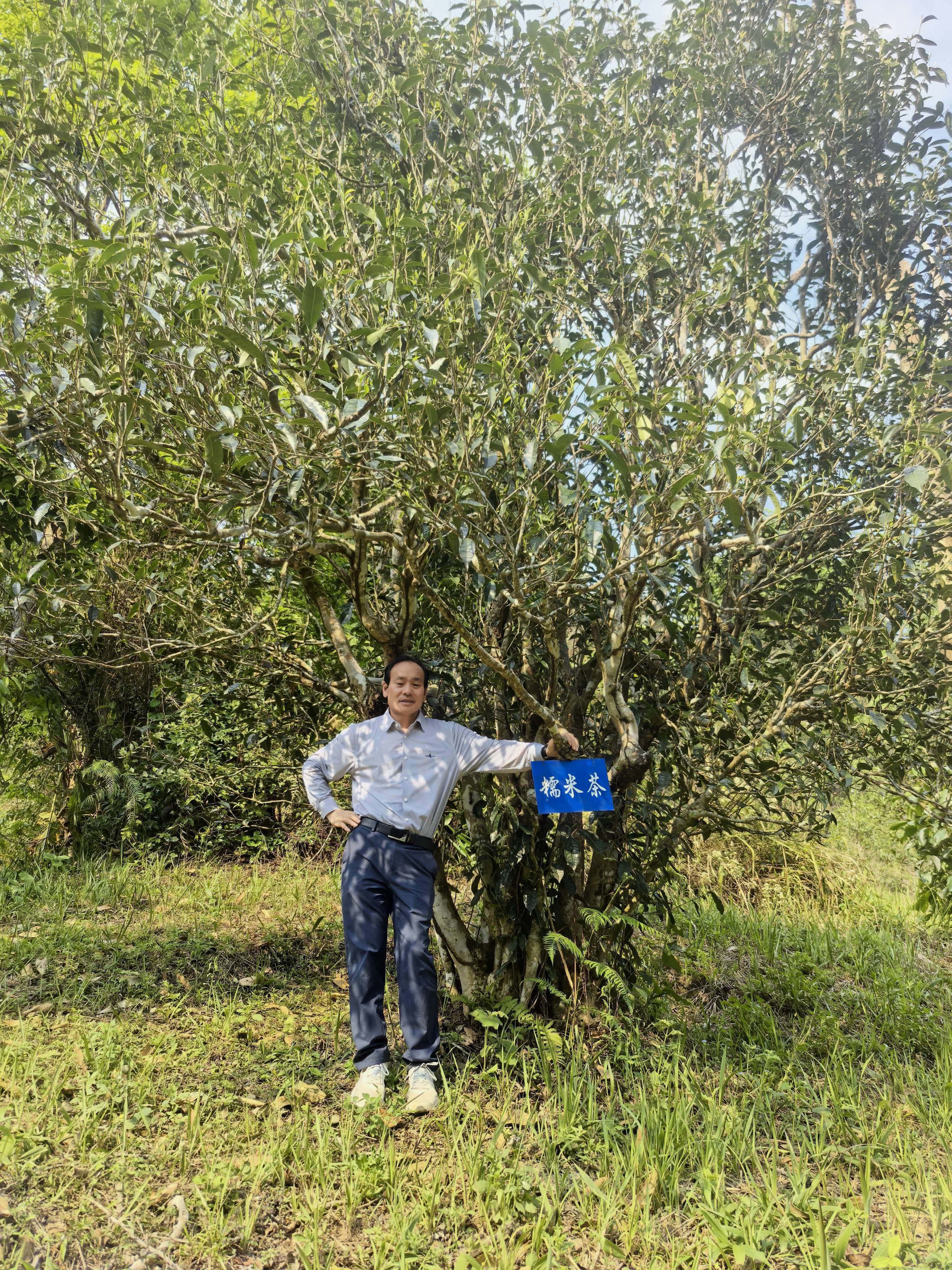 以茶为桥连通滇豫文脉 刘双文深耕古树茶产业弘扬传统茶道