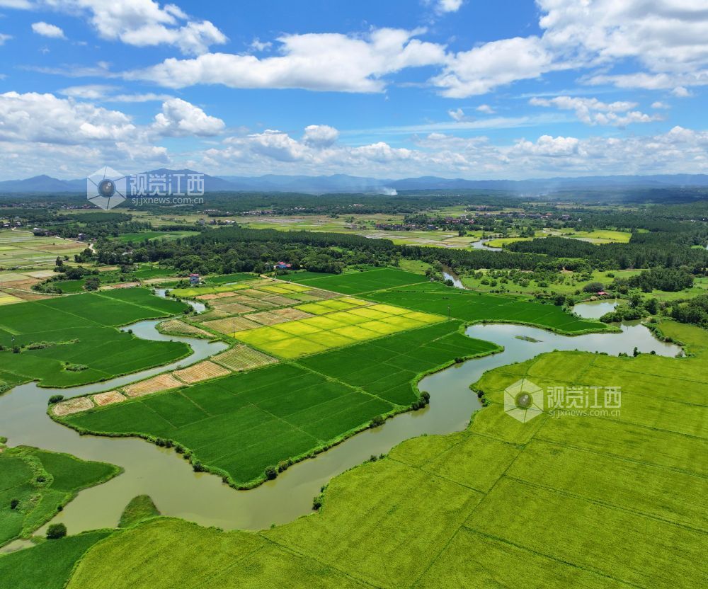 2026年7月14日,江西省吉安市泰和县万合镇竹山村田园,渠水充盈保障夏灌。