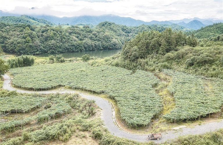 德兴市：特色种植助增收（图）