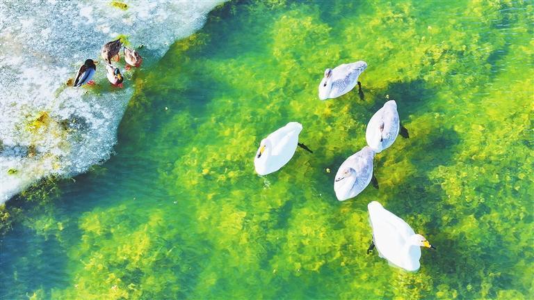 黑河湿地的鸟儿结伴游弋