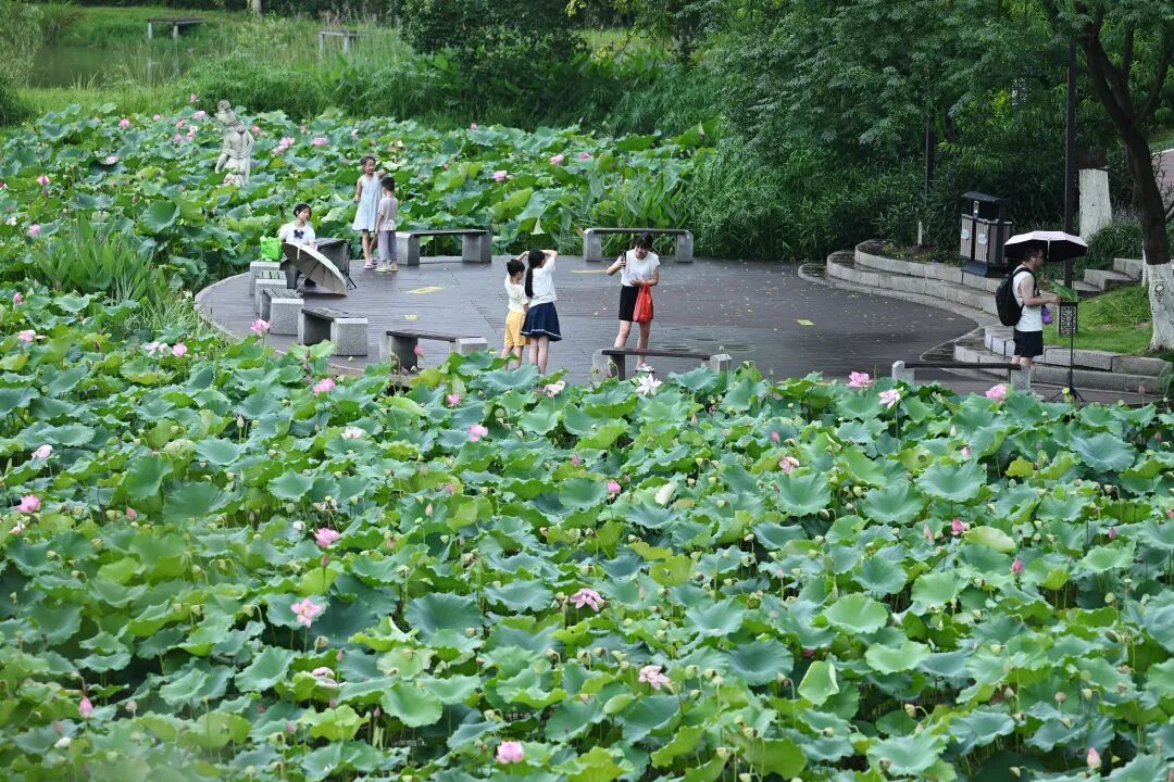 袁山公园内，荷风送爽，翠叶如盖，游人驻足池畔，欣然赏荷。