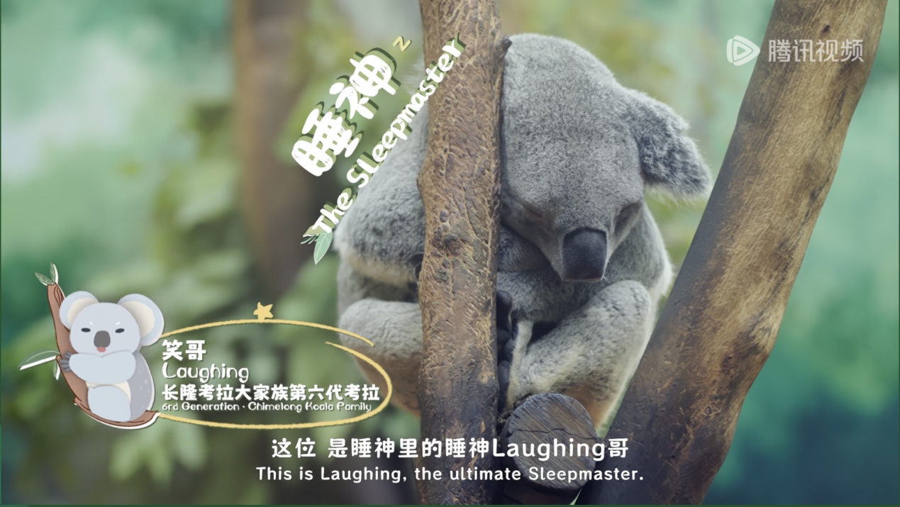 《我是考拉,欢迎光临我们的家》温情收官:一个八代考拉大家族,二十年的爱与守候