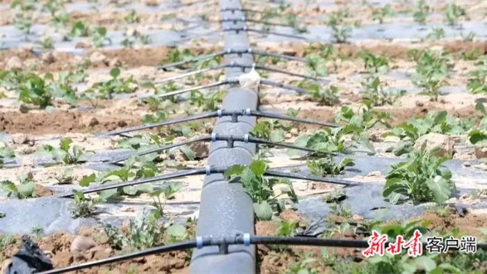 金昌大力推广农田滴灌节水技术应用