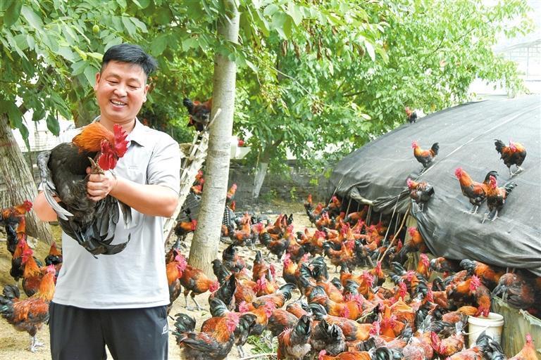 7月12日，康县碾坝镇安家坝村市县两级退役军人就业创业基地里，村党支部书记崔玉武查看黑瑶土鸡长势。今年3月，他引进2000只黑瑶土鸡，采用玉米生态饲养，预计创收12万余元。本报通讯员　马步虎　摄