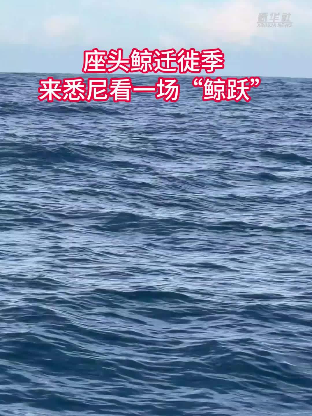 座头鲸迁徙季 来悉尼看一场“鲸跃”