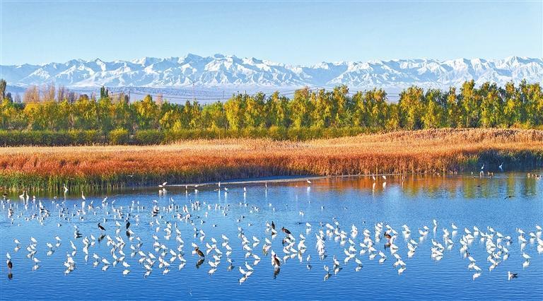 雪山、湿地、水鸟相映成趣