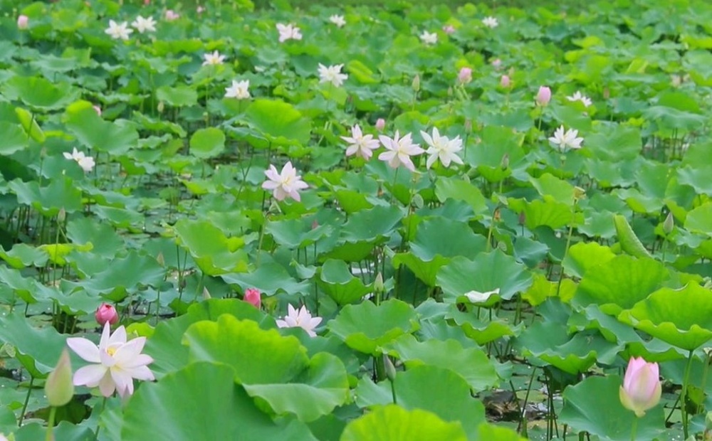 菏泽曹县：盛夏荷风送香 湿地风光正好