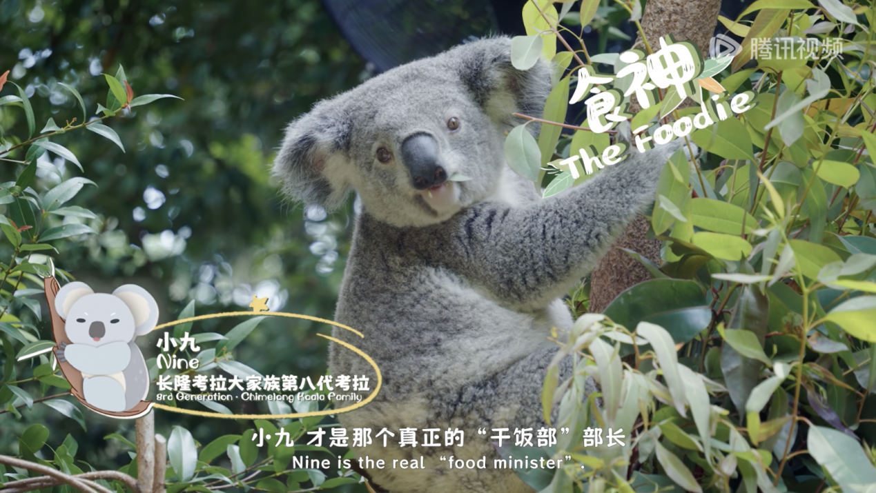 《我是考拉,欢迎光临我们的家》温情收官:一个八代考拉大家族,二十年的爱与守候