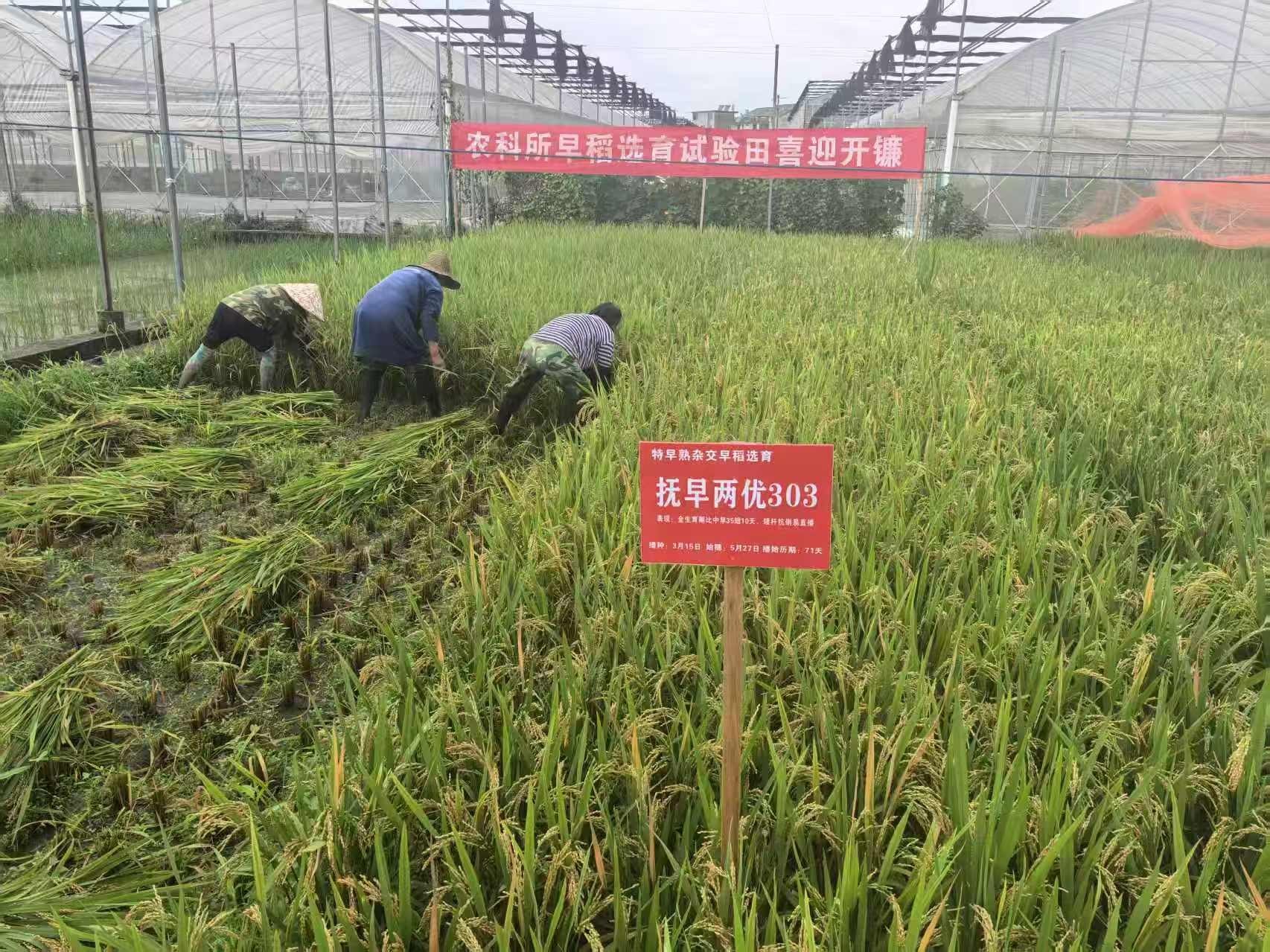 比常规早稻早熟半月，抚州首批试验早稻亩产达450公斤